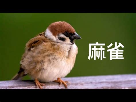 雀鳥飛入屋|【麻雀飛進家裏代表什麼】麻雀飛進家裡代表什麼？福禍吉凶大公。